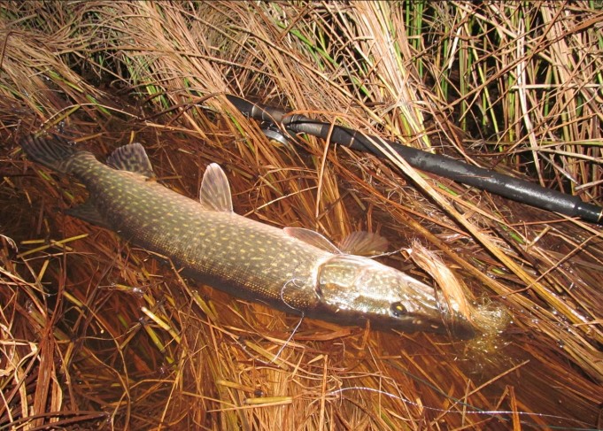 kuutamokeikka ---- 2 ----.jpg