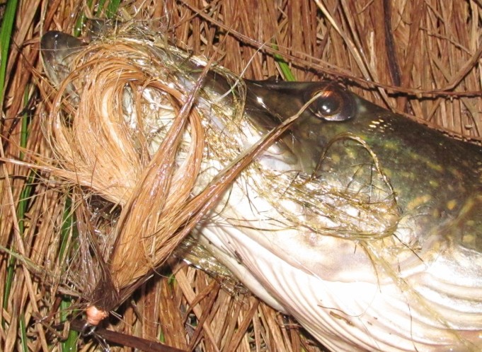 kuutamokeikka ---- 3 ----.jpg