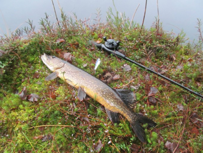 Ambassadeur 521 ---- 6 ----.jpg