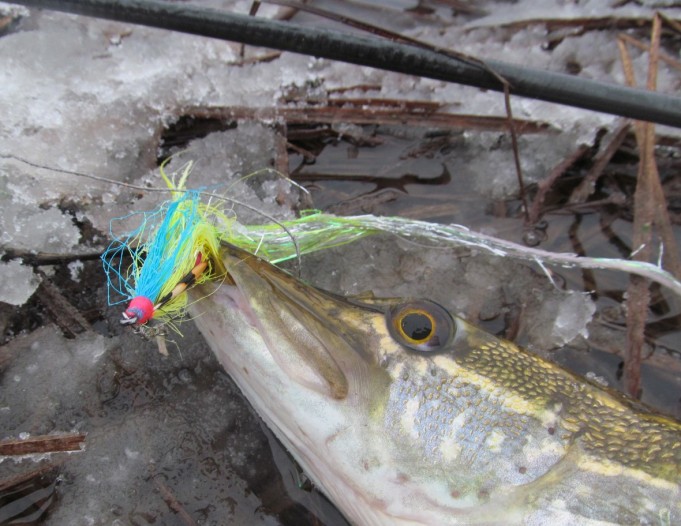 HLS myräkässä ----2 ----.jpg