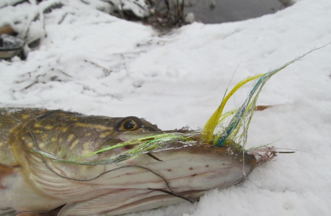 HLS myräkässä ---- 6 ----.jpg