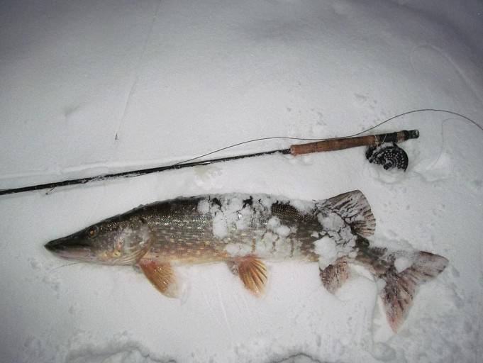 Norboron  ----4 ----.jpg