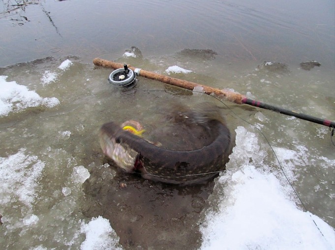 utua ---- 10 ----.jpg