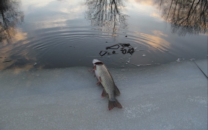 Arpa on heitetty  ---- 4 ----.jpg