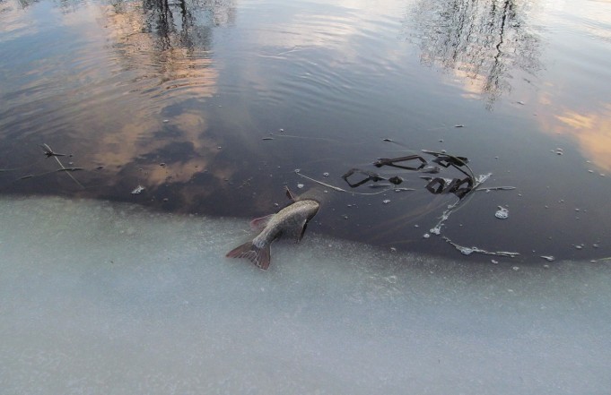 Arpa on heitetty  ---- 6 ----.jpg