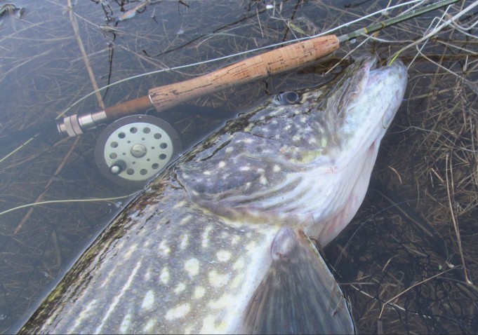 Sportex ---- 2 ----.jpg