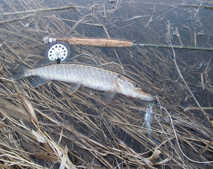 Sportex ---- 6 ----.jpg