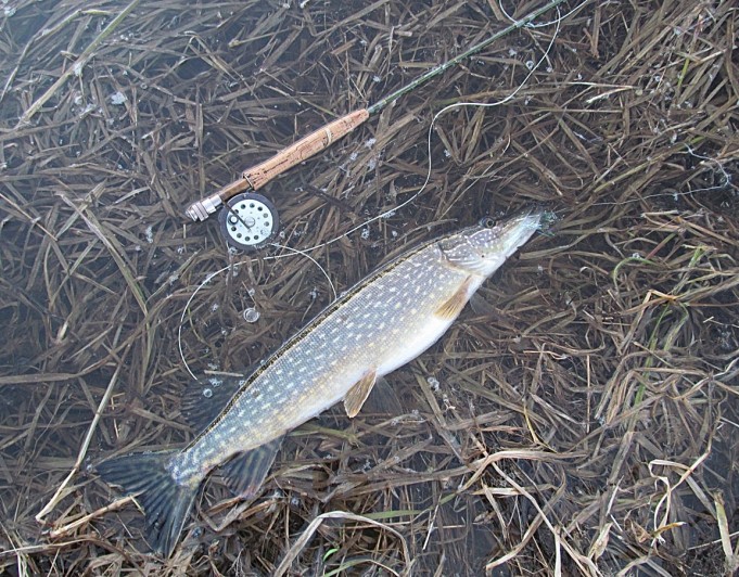 Sportex ---- 7 ----.jpg