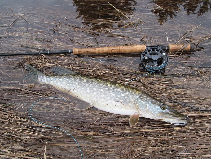 Monark ---- 30----.jpg