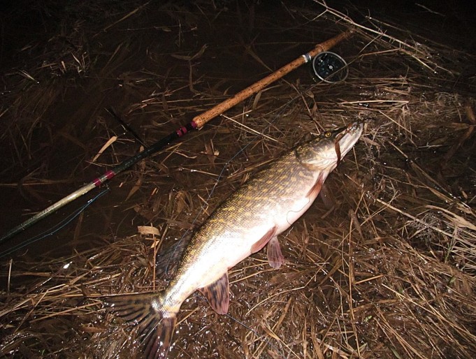 Expert ---- 10 ----.jpg