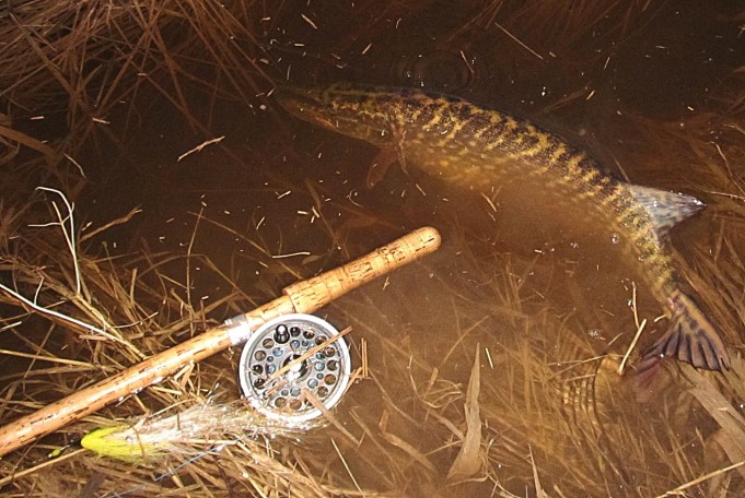 Expert ---- 20 ----.jpg