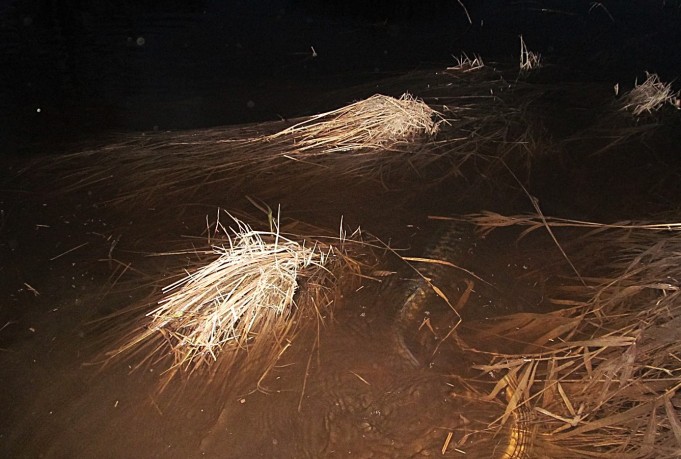 Expert ---- 30 ----.jpg