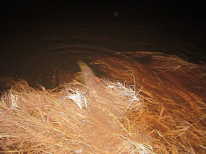 Spey ---- 2 ----.jpg