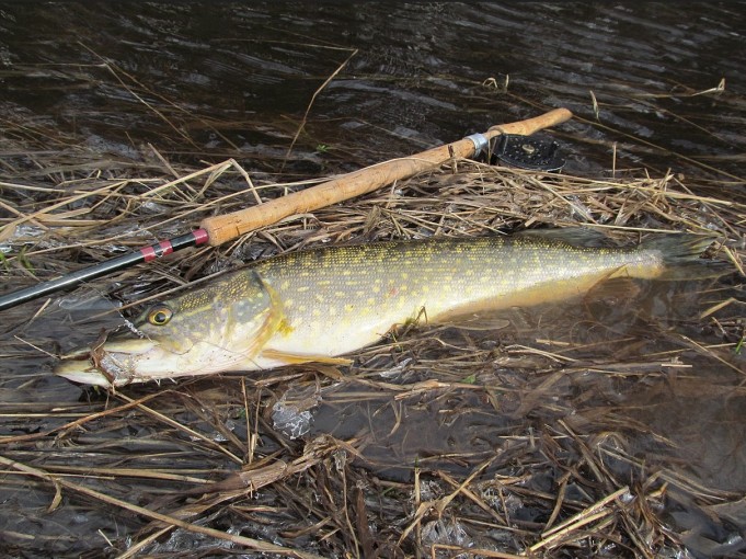 B,B ja W ---- 1 ----.jpg