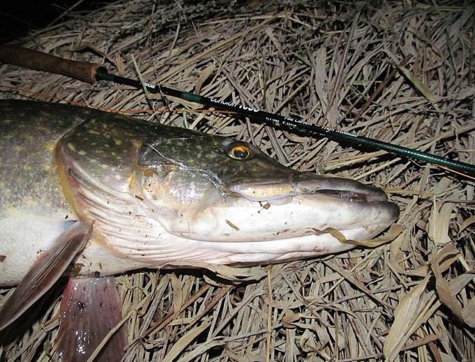 ABU Conolon ---- 4 ----.jpg