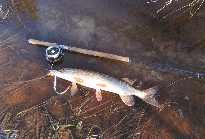 vapautus ---- 1 ----.jpg