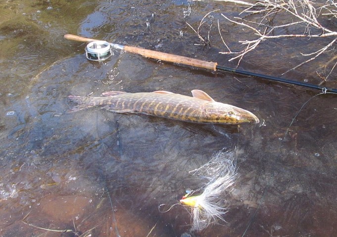 vapautus ---- 4 ----.jpg