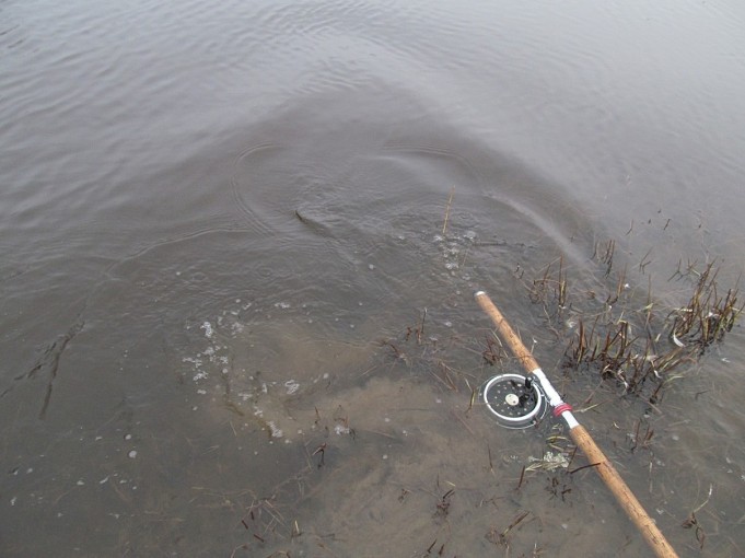 Musta raita ---- 4 ----.jpg