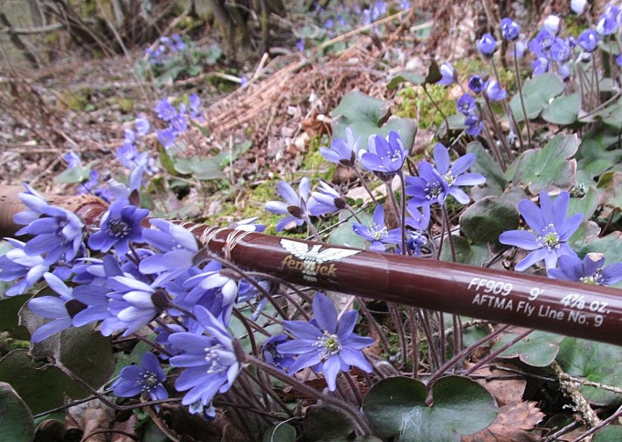 kukkia ---- 4 ----.jpg