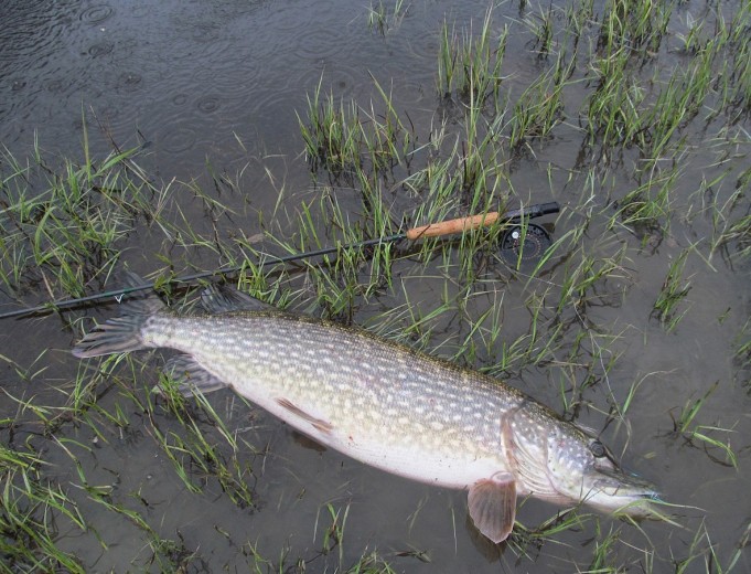 Orvis sateessa ,,,, 2 ,,,,.jpg