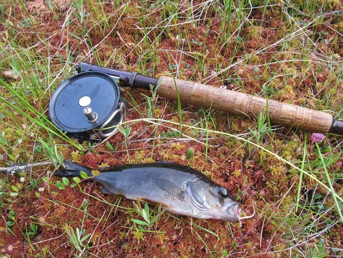 Temu popperi ,,,, 1 .....jpg