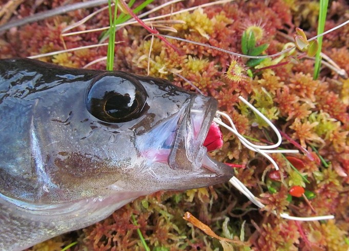 Temu popperi ,,,, 2 .....jpg