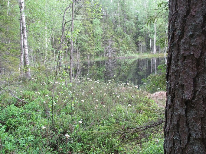 Temu popperi ,,,, 7 .....jpg