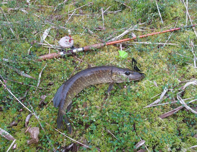 Buzzer ,,,, 4 ,,,,.jpg