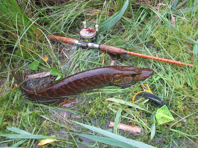 Buzzer ,,,, 6 ,,,,.jpg