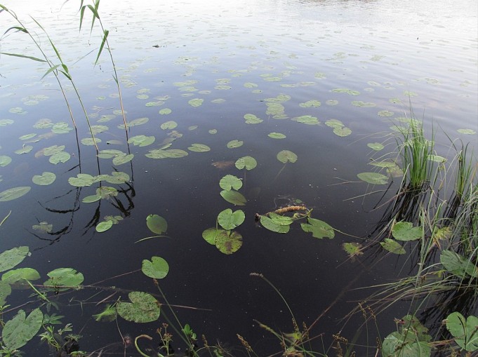 Buzzer ,,,, 9 ,,,,.jpg