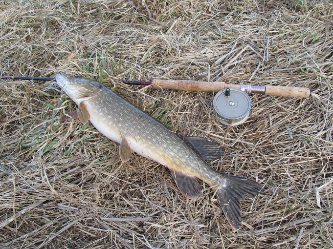 ABU perhovapa ---- 1 ----.jpg