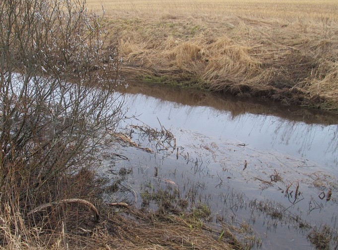 kevätpurolla ---- 2 ----.jpg