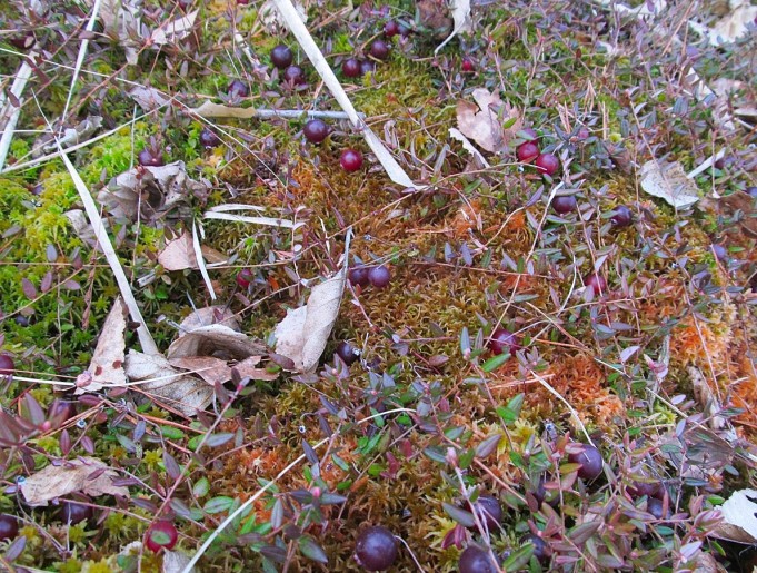 A ja H ---- 4 ----.jpg