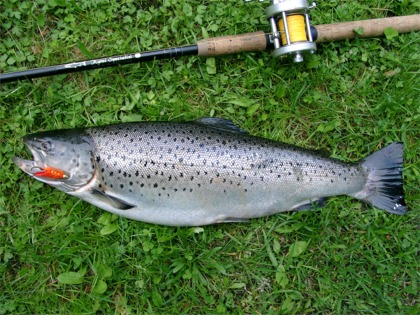 täplätakki kuivilla ankaran myllytyksen jälkeen