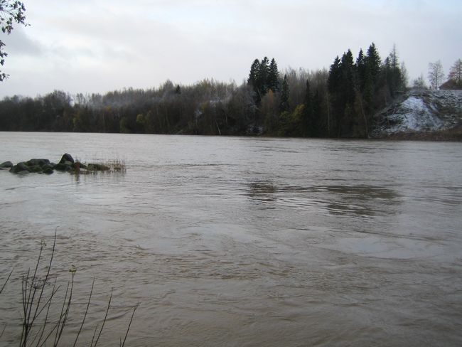 päivän ainoa lohen pintakäynti näkyi kivikasan takana