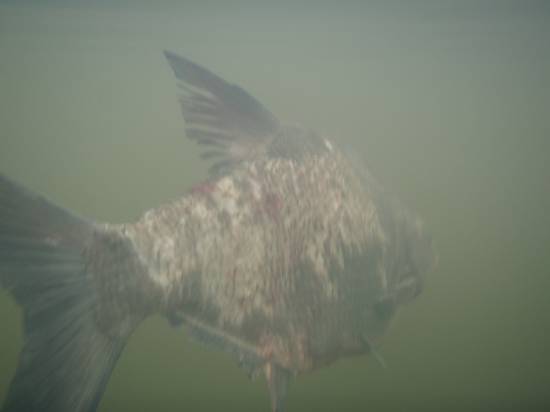 Pitäisköhän tarkistaa vieheiden kokoa, kuvan lahna oli about 1,5kg ja hauen raatelema