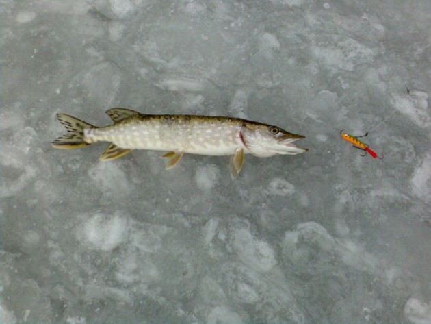 minun tappaja haukki.jpg