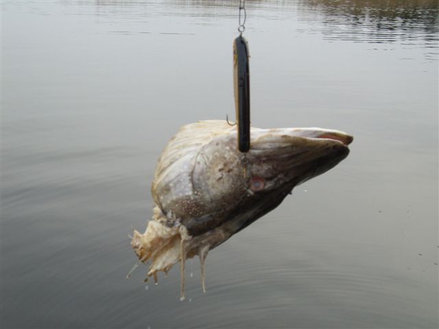 Tiukka vastaisku.JPG