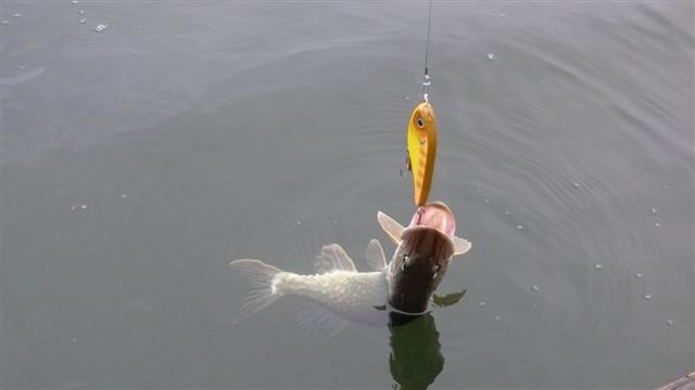 Sepaluksen avaus2.jpg