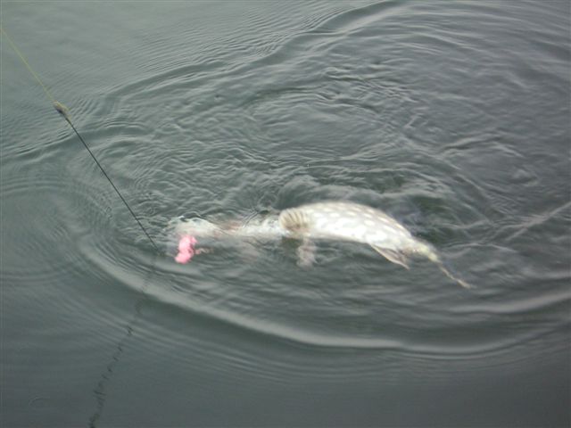 Dubsoundin avaus.JPG