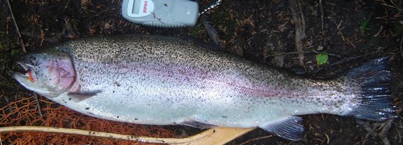 enkka kirjo 3,2kg...