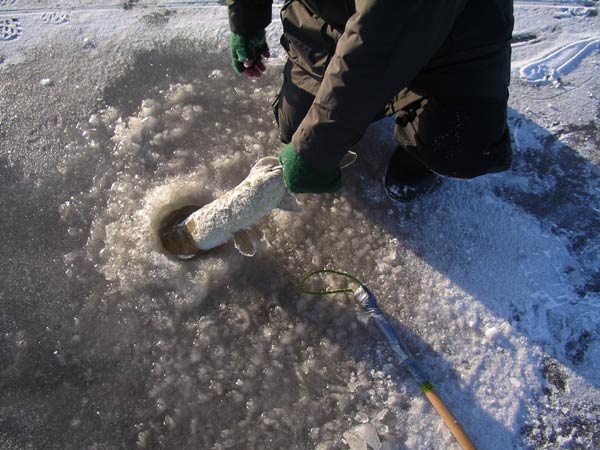 Takas kasvaan, mokoma sintti...