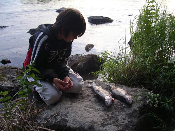 kalojen tsekkaus.jpg