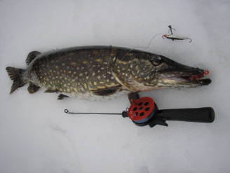 Kaksi pilkku kolme kiloa.jpg