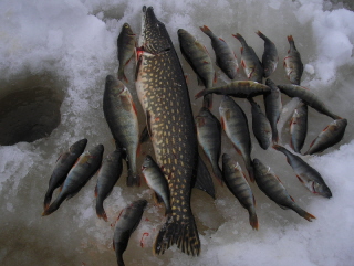 Lauantain fisuja.jpg