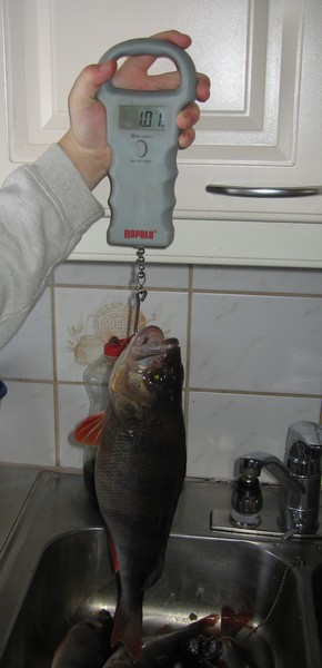 Ahven 15.3. 2007 023.jpg