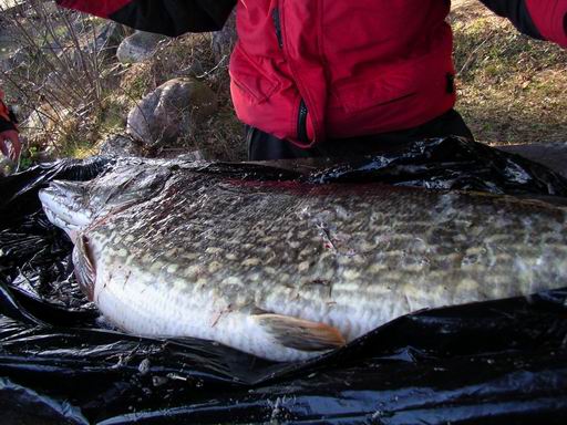 Resize of Resize of 2007-04-30 13,5kg hauki.JPG