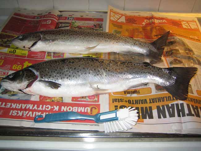 56cm,1.54kg ja 60cm,2.04kg_testi.jpg