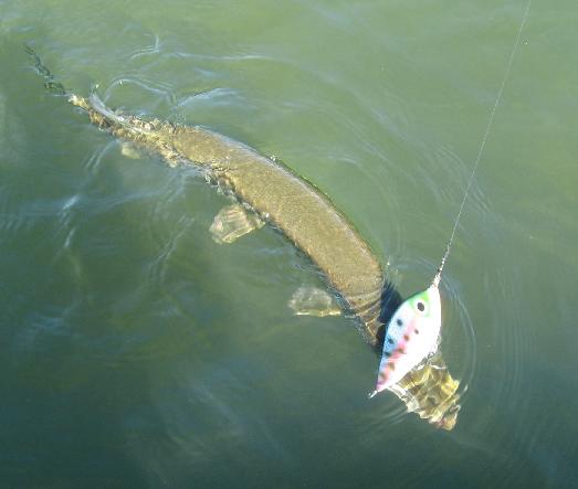 Yksi päivän fisuista