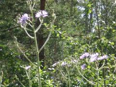 kukka2 (Small) (WinCE).JPG